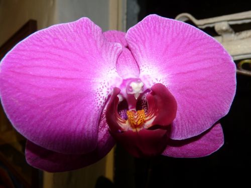 Gamta,  Orchidėja