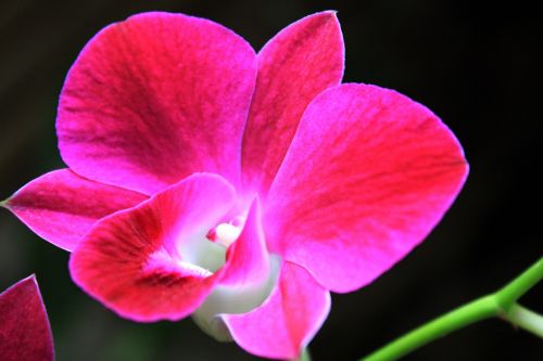 Orchidėja,  Violetinė & Nbsp,  Orchidėja,  Gėlė,  Orchidėja & Nbsp,  Gėlė,  Žiedlapiai,  Violetinė & Nbsp,  Žiedlapiai,  Stiebas,  Orchidėja