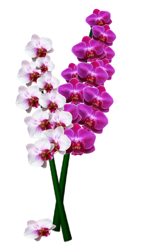 Orchidėja, Orchisa, Gėlė, Žydi, Švelnus, Augalas, Gėlių Kambarys, Iliustracijos, Grafika