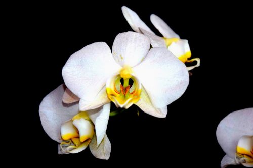 Orchidėja, Balta, Grožis