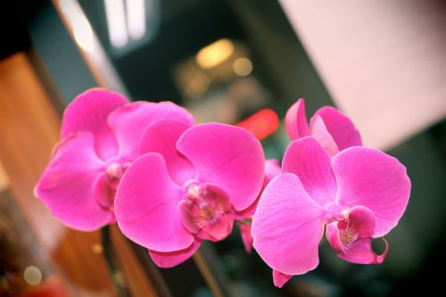 Orchidėja, Drugelis Falklando Salose, Gėlė, Violetinė, Gėlės, Balta Gėlė, Vazoniniai Augalai, Gėlių Kompozicija