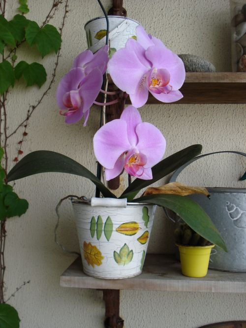 Orchidėja, Gėlė, Augalas, Žalias, Gamta, Sodas, Rožinis, Pavasaris, Phaleonopsis