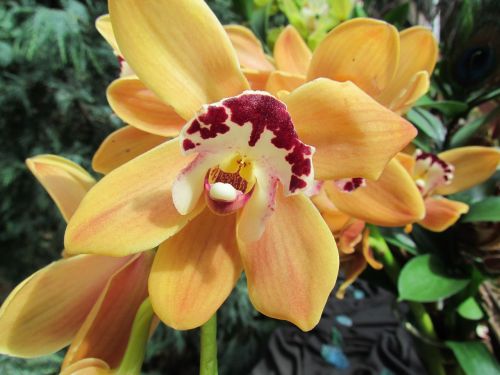 Orchidėja, Orchidėjų Šou, Flora, Geltona, Hibridas, Gamta