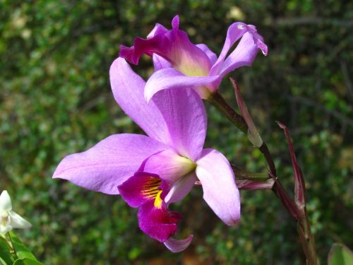 Orchidėja, Fuksija, Žiedlapiai, Orchidėjų Šou, Gamta, Žydėti