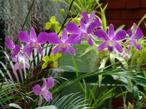 Orchidėja, Purpurinė Gėlė, Egzotiškas