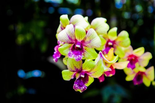 Orchidėja, Gėlė, Gražus, Gamta, Natūralus