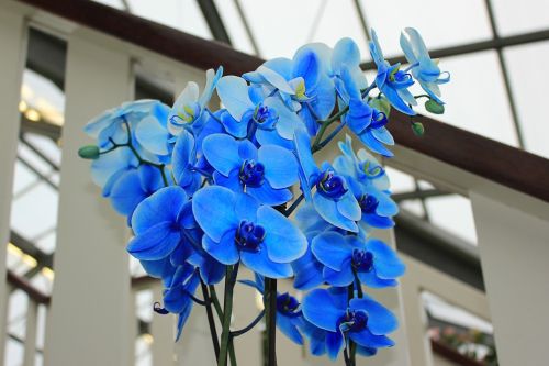 Orchidėja, Mėlyna Orchidėja, Gėlės, Mėlyna Gėlė, Mėlynas, Žydėti, Šviesus, Mėlynos Gėlės, Augalai, Iš Arti, Tropiniai Augalai