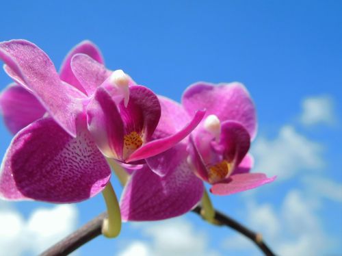 Orchidėja, Purpurinė Gėlė, Augalas, Natūralus, Atogrąžų