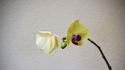 Orchidėja,  Gėlė,  Gėlės,  Stiebas,  Fonas,  Orchidėja