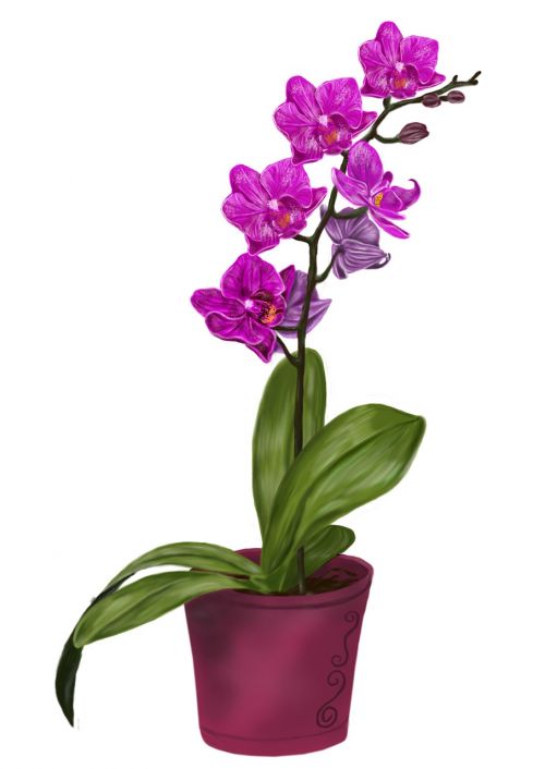 Orchidėja, Gėlė, Violetinė, Piešimas, Photoshop