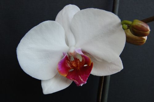 Orchidėja, Balta, Pasodintas Augalas, Gėlės, Orchidėjos