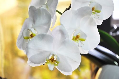 Orchidėja, Gėlė, Balta Gėlė, Drugelis Falklando Salose, Vazoniniai Augalai, Gėlės