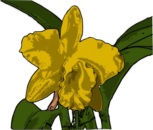Orchidėja, Gėlė, Geltona, Augalas, Nemokama Vektorinė Grafika