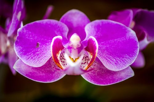 Orchidėja, Gėlė, Gamta