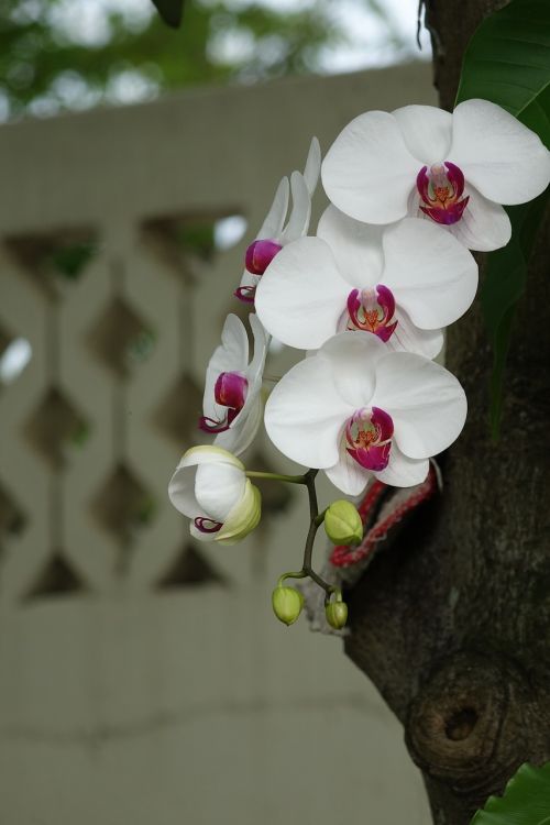 Orchidėja, Gėlė, Balta Gėlė, Balti Žiedlapiai, Rožinis Centras, Flora