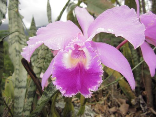 Orchidėja, Gėlė, Fonas, Orquidea Cattleya, Orchidėjos, Fuksija, Gėlės