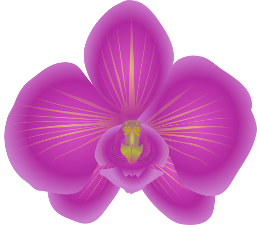 Orchidėja, Gėlė, Žydėti, Violetinė, Nemokama Vektorinė Grafika
