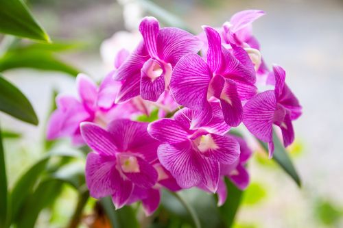 Orchidėja, Rožinė Orchidėja, Rožinis, Gėlė, Tailandas