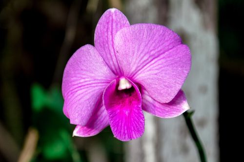 Orchidėja, Rožinė Orchidėja, Rožinis, Gėlė, Tailandas