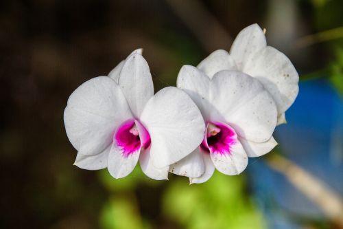 Orchidėja, Baltos Orchidėjos, Balta, Gėlė, Tailandas
