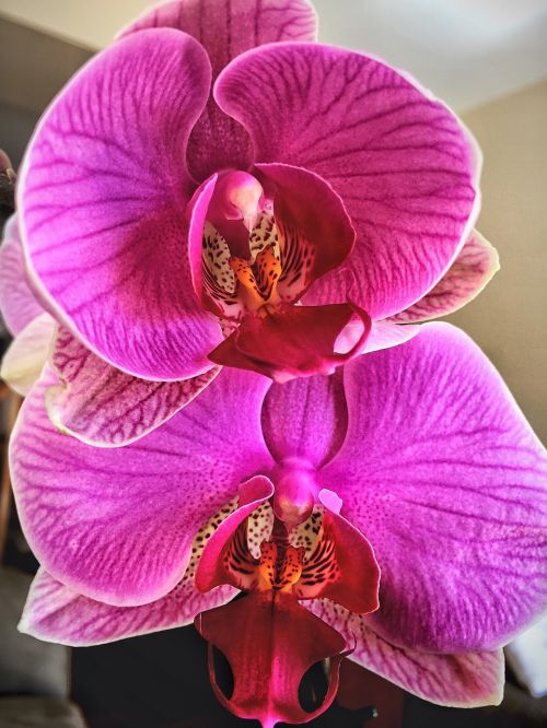 Orchidėja, Gėlė, Atogrąžų