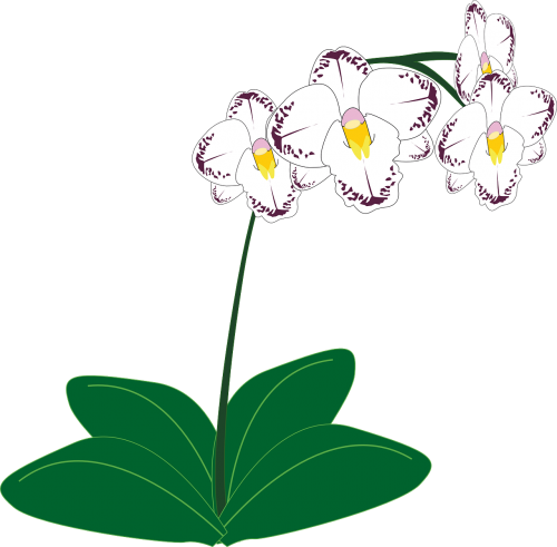 Orchidėja, Gėlė, Balta, Nemokama Vektorinė Grafika