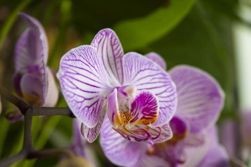 Orchidėja, Phalaenopsis, Gėlė, Gėlės