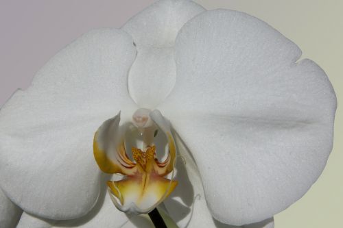 Orchidėja, Balta, Gėlė, Žiedas, Žydėti, Flora, Gamta, Karalienė Gėlių