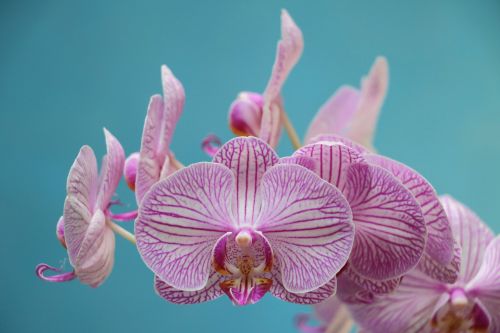 Orchidėja, Violetinė, Gėlė, Žydėti, Violetinė
