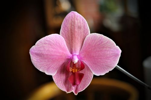 Orchidėja, Gėlė, Augalas, Namai, Nuotaika, Kambarinis Augalas, Rožinis