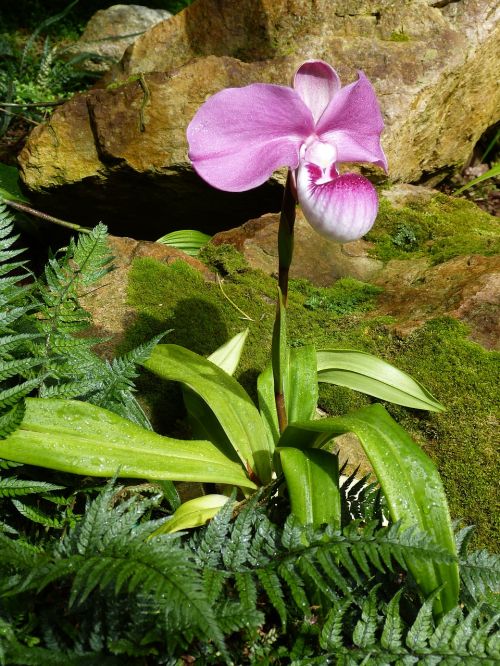 Orchidėja, Gėlė, Žiedas, Žydėti, Augalas, Atogrąžų, Egzotiškas, Gamta, Flora, Anglija