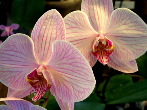 Orchidėja, Gėlė, Augalas, Orchidėja, Dekoratyvinis, Grožis, Švelnus, Geltona, Makro