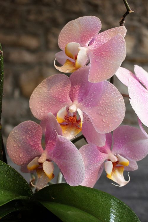Orchidėja, Gėlė, Grožis