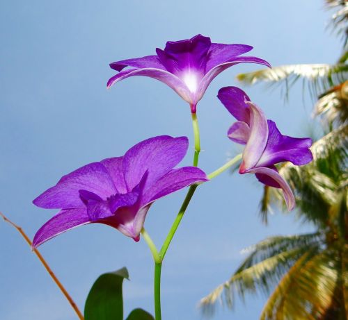 Orchidėja, Dendrobiumas, Violetinė, Orchidaceae, Gražus, Flora, Gėlė, Dharwad, Karnataka, Indija, Dangus, Hubli