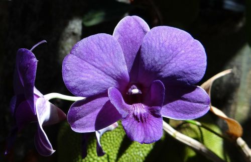 Orchidėja, Dendrobiumas, Violetinė, Orchidaceae, Flora, Gėlė, Indija