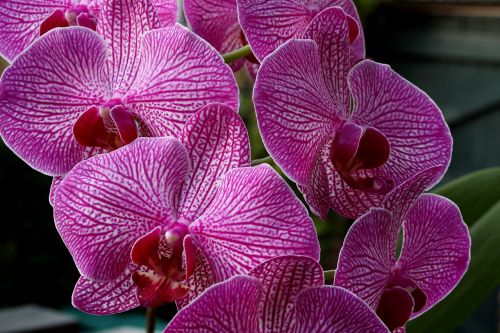 Orchidėja, Uždaryti, Žiedas, Žydėti, Gėlė, Raudona Balta, Augalas, Violetinė, Orchidėjų Gėlė, Orchidėjų Žiedas