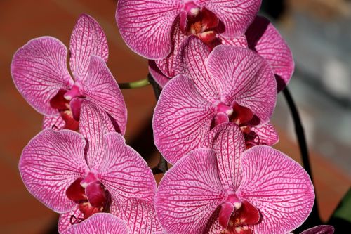 Orchidėja, Uždaryti, Žiedas, Žydėti, Gėlė, Raudona Balta, Augalas, Violetinė, Orchidėjų Gėlė, Panicle, Orchidėjų Žiedas