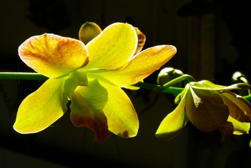 Orchidėja, Geltona, Žiedas, Žydėti, Perduodama Šviesa