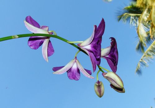 Orchidėja, Gėlė, Dendrobiumas, Violetinė, Flora, Orchidaceae, Indija