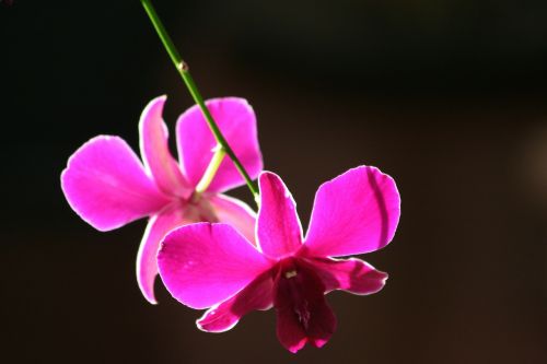 Orchidėja, Purpurinė Gėlė, Orchidaceae, Violetinė, Gamta, Gražus