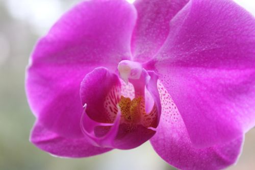 Orchidėja, Violetinė, Flora, Gėlė, Žiedas, Žydėti, Augalas, Gražus, Gamta