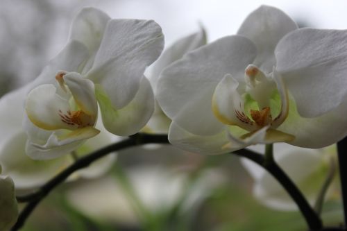 Orchidėja, Gėlė, Balta, Žiedas, Žydėti, Augalas, Gražus
