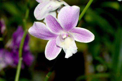 Orchidėja, Gėlė, Gamta, Egzotiškas, Karibai, Martinique