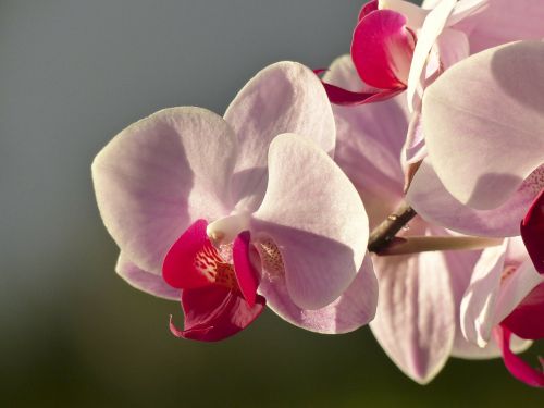 Orchidėja, Gėlė, Flora, Floristas, Augalas, Mielas, Gamta, Iš Arti, Gražus, Rožinis