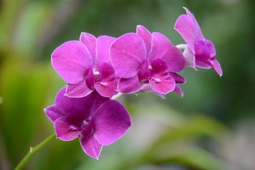 Orchidėja, Violetinė, Gaivus, Vorai, Žalias, Gėlės, Cho