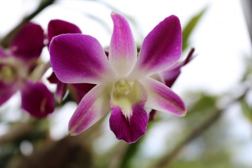 Orchidėja, Karališkieji Dirbtuvės, Karališkoji Orchidėjų Dirbtuvė, Gėlė