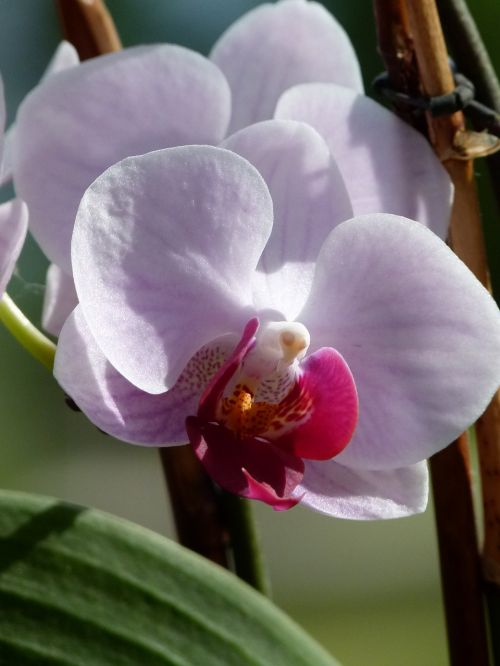 Orchidėja, Gėlė, Flora, Floristas, Augalas, Mielas, Gamta, Iš Arti, Gražus, Rožinis, Lapai