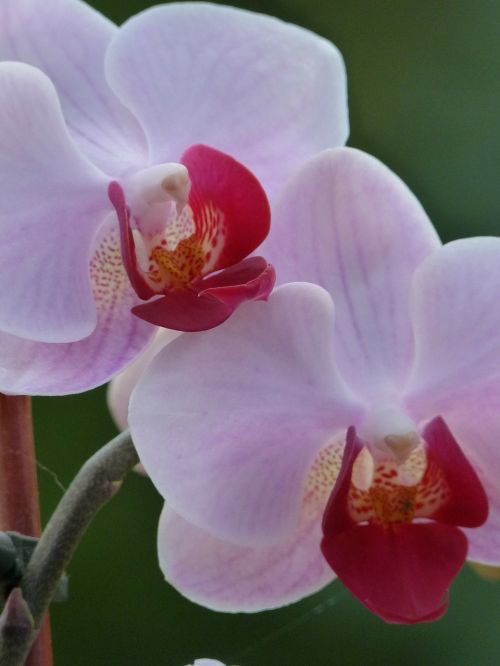 Orchidėja, Gėlė, Flora, Floristas, Augalas, Mielas, Gamta, Iš Arti, Gražus, Rožinis