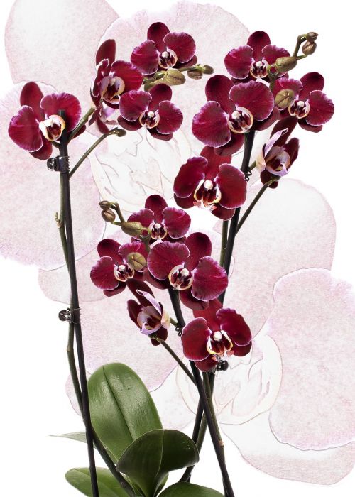 Orchidėja, Phalaenopsis, Raudona, Phalaenopsis Orchidėja, Gėlė, Atogrąžų, Drugelis Orchidėja, Augalas, Žiedas, Žydėti, Žydėti, Flora, Gyvybinga Spalva