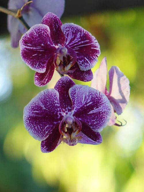 Orchidėja, Drugelis Falklando Salose, Pavasaris, Violetinė, Žydėjimas